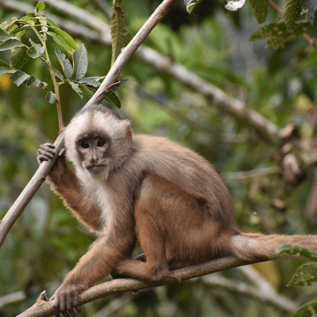White-fronted Capuchin Cebus albifrons